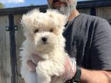 Maltese Terri̇er Yavru