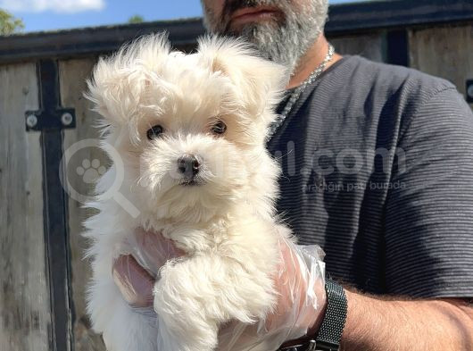 Maltese Terri̇er Yavru görsel