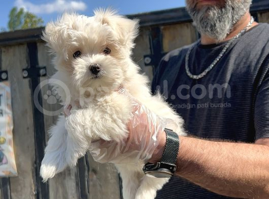 Maltese Terri̇er Yavru görsel