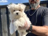 Maltese Terri̇er Yavru