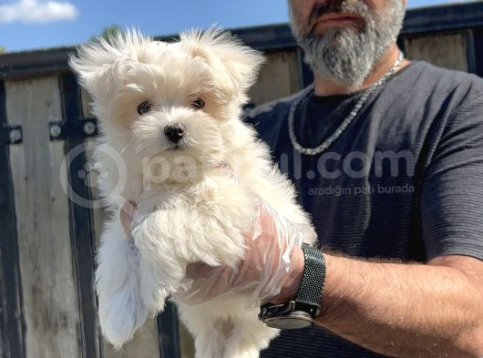 Maltese Terri̇er Yavru görsel