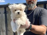 Maltese Terri̇er Yavru