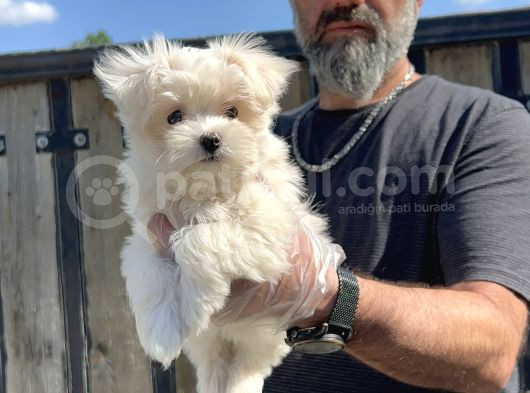Maltese Terri̇er Yavru görsel