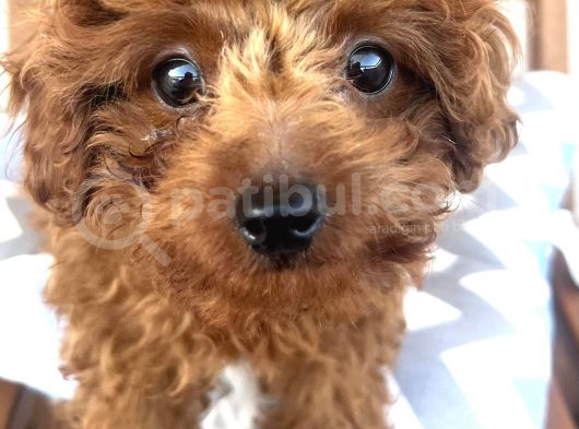 Red Brown Minnak Poodle görsel