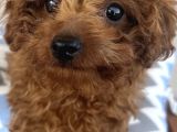 Red Brown Minnak Poodle