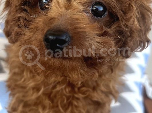Red Brown Minnak Poodle