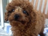 Red Brown Minnak Poodle