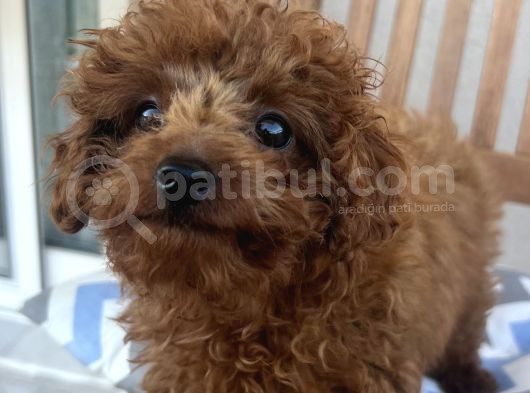 Red Brown Minnak Poodle görsel