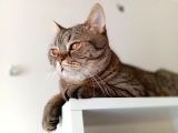 Ücretsiz British Shorthair