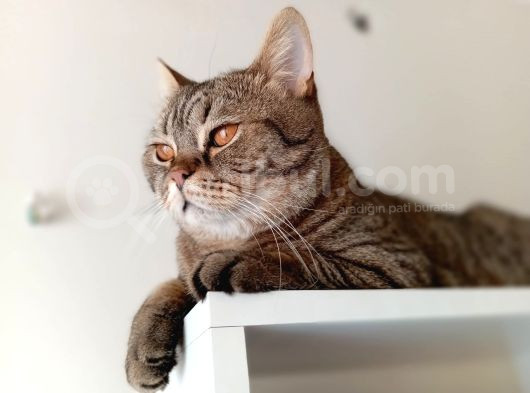 Ücretsiz British Shorthair