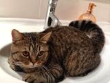 Ücretsiz British Shorthair