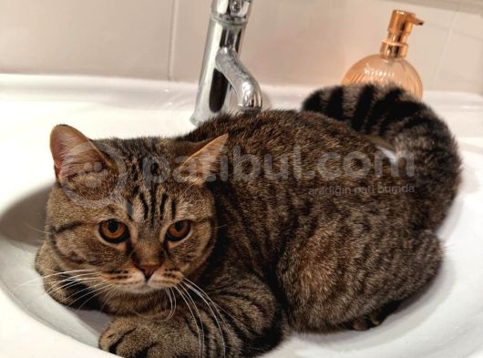 Ücretsiz British Shorthair görsel