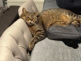 Ücretsiz British Shorthair