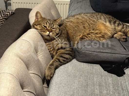 Ücretsiz British Shorthair görsel