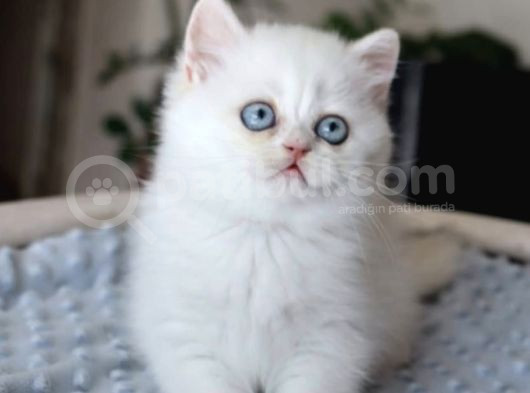 Pamuk Şekerimiz Ns1133 British Shorthair görsel