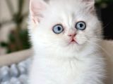 pamuk Şekerimiz NS1133 British Shorthair