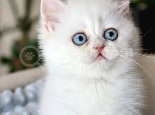Pamuk Şekerimiz Ns1133 British Shorthair