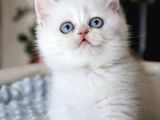 Pamuk Şekerimiz Ns1133 British Shorthair