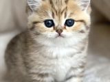 Benzersiz Black Golden British Shorthair