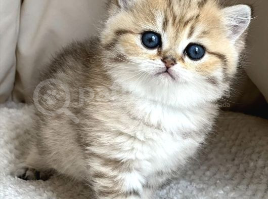 Benzersiz Black Golden British Shorthair