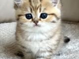 Benzersiz Black Golden British Shorthair