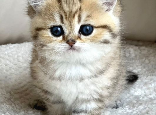Benzersiz Black Golden British Shorthair görsel