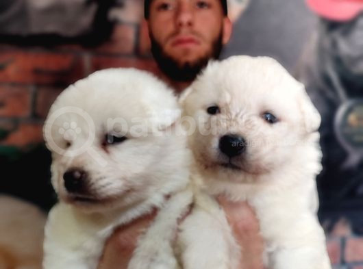 Burkem Çifltligimizden Kar Topu Samoyed