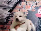 Burkem Çifltligimizden Kar Topu Samoyed