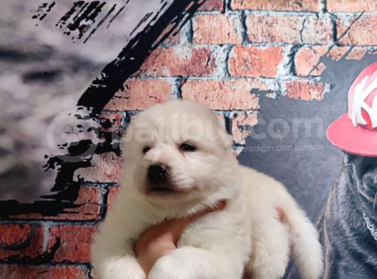 Burkem Çifltligimizden Kar Topu Samoyed görsel