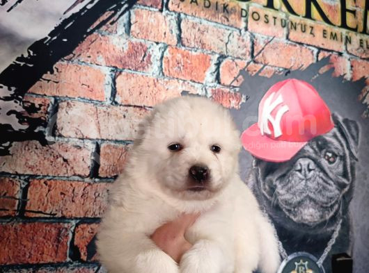 Burkem Çifltligimizden Kar Topu Samoyed görsel