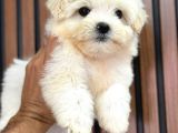 Maltese Irkinin En İyi̇si̇