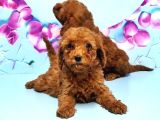 Toy Poodle Yavru