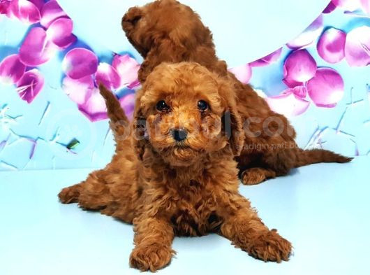 Toy Poodle Yavru