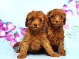 Toy Poodle Yavru