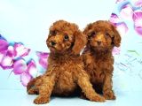 Toy Poodle Yavru