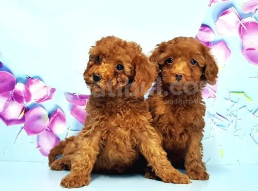 Toy Poodle Yavru görsel
