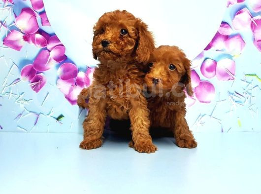 Toy Poodle Yavru görsel