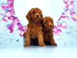 Toy Poodle Yavru