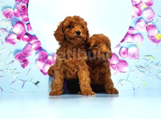 Toy Poodle Yavru görsel