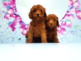 Toy Poodle Yavru