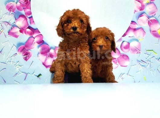 Toy Poodle Yavru görsel