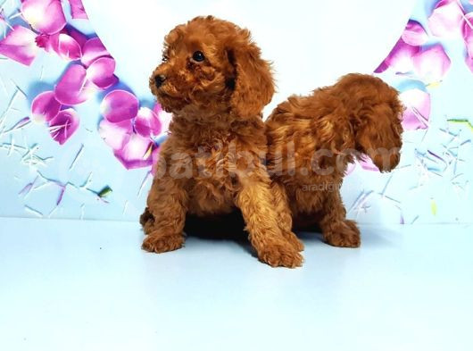 Toy Poodle Yavru görsel