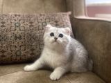 Irk Garantili Full Şecereli Anne Babanın Bebekleri