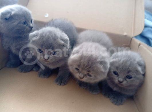 Yavru Kedi görsel