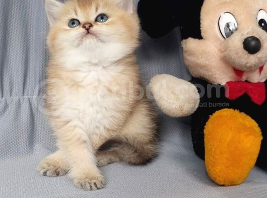 Golden Yavrularimiz Anne Ve Baba Scrli