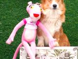 Wels Corgi Pembroke