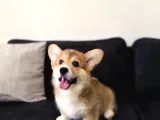 Wels Corgi Pembroke