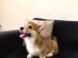 Wels Corgi Pembroke