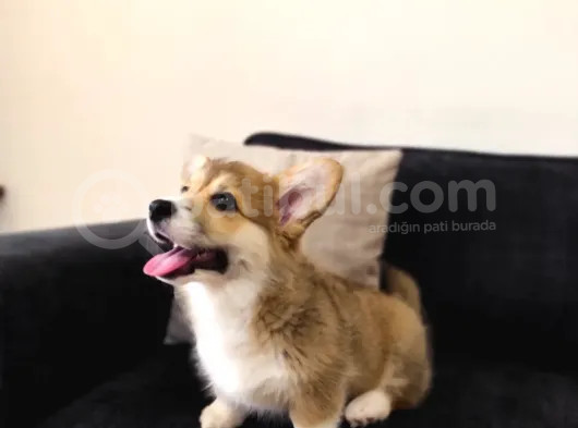 Wels Corgi Pembroke görsel