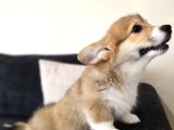 Wels Corgi Pembroke